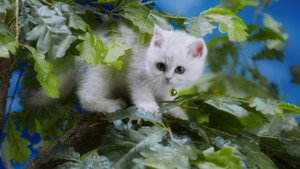 Fire Kitten Mittens