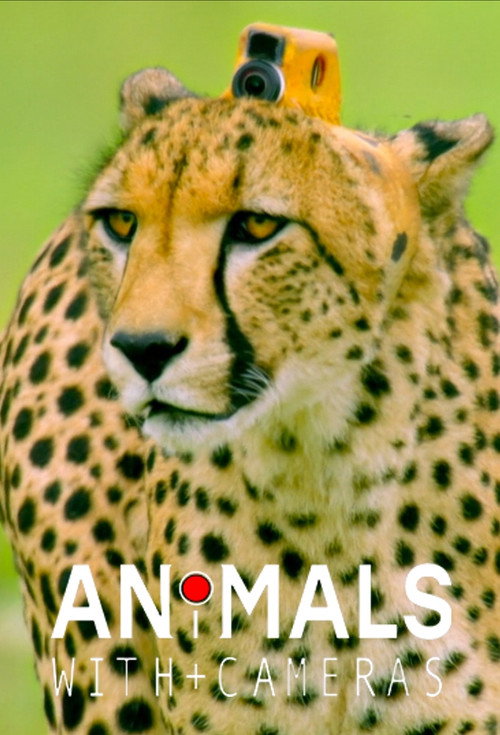 Animals with Cameras: A Nature Miniseries