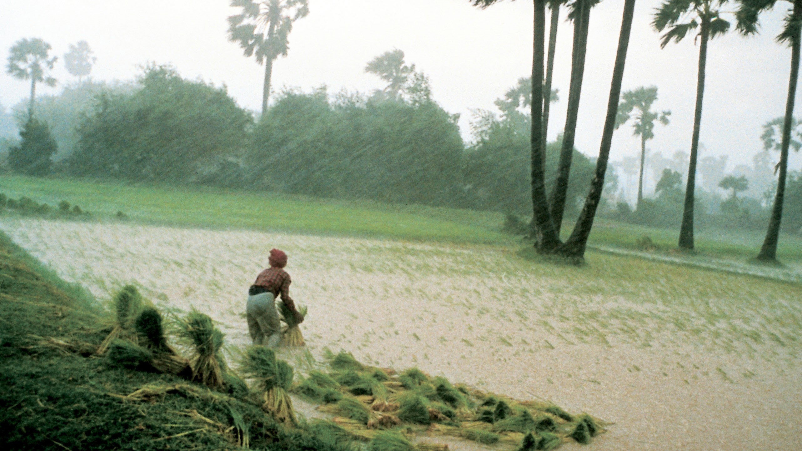 Rice People