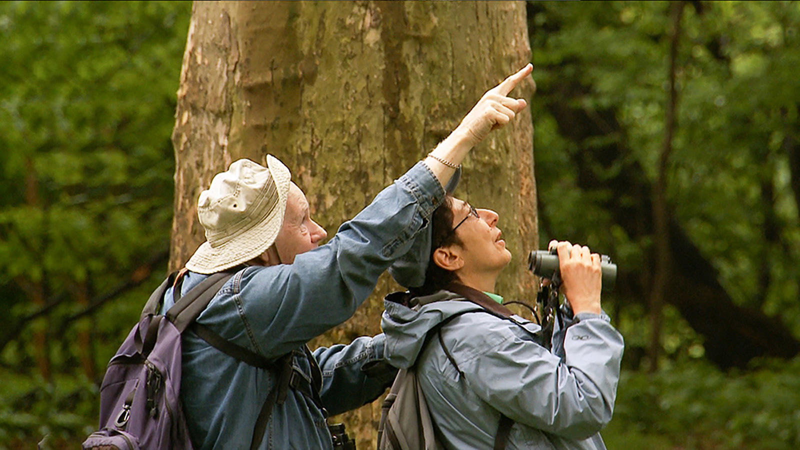 Birders: The Central Park Effect