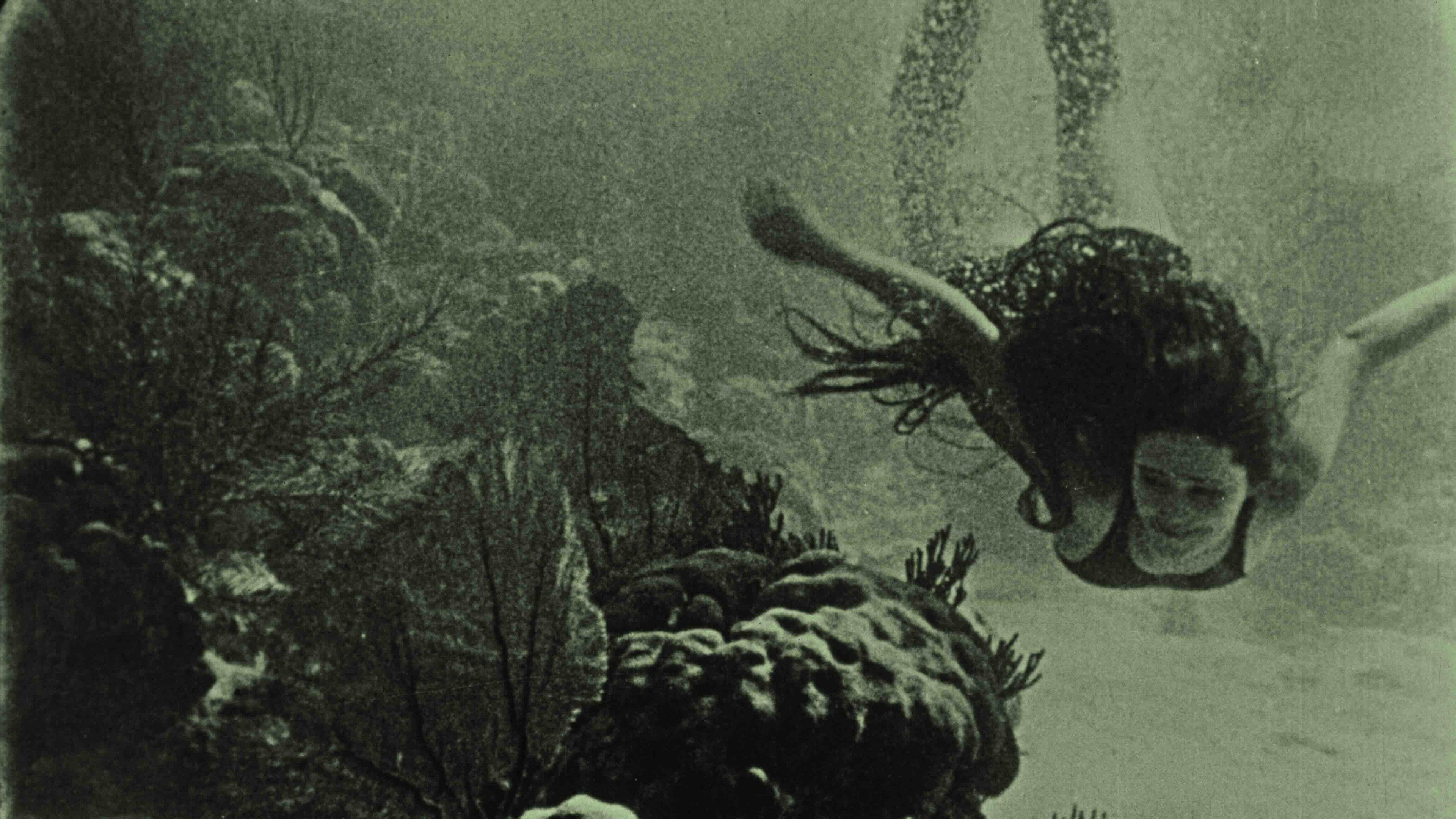 Wonders of the Sea