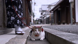 Osaka: Steeped in Tradition
