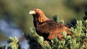 Eagles