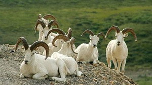 Denali: the Great Alaskan Wilderness