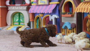 Baby Chick Sitting