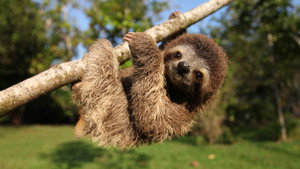 Nature’s Miracle Orphans: Second Chances
