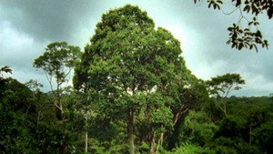 Deep Jungle: Monsters of the Forrest