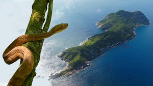 Snake Island