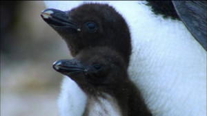 Penguins: Spy in the Huddle: First Steps