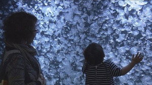 Jellyfish Wonderland