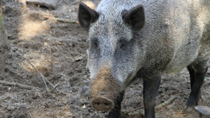 Pigzilla
