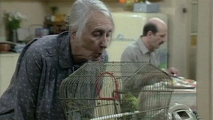 The Budgie