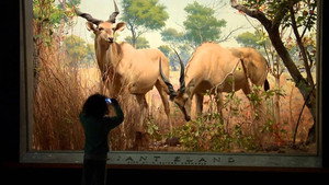 Museum of Natural History