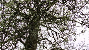 Old Tree