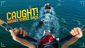 Caught! Sharks Strike Back