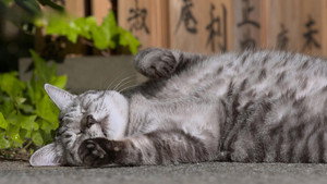 Tokyo: Cats in the Big City