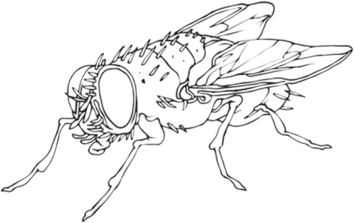 Flies Collective